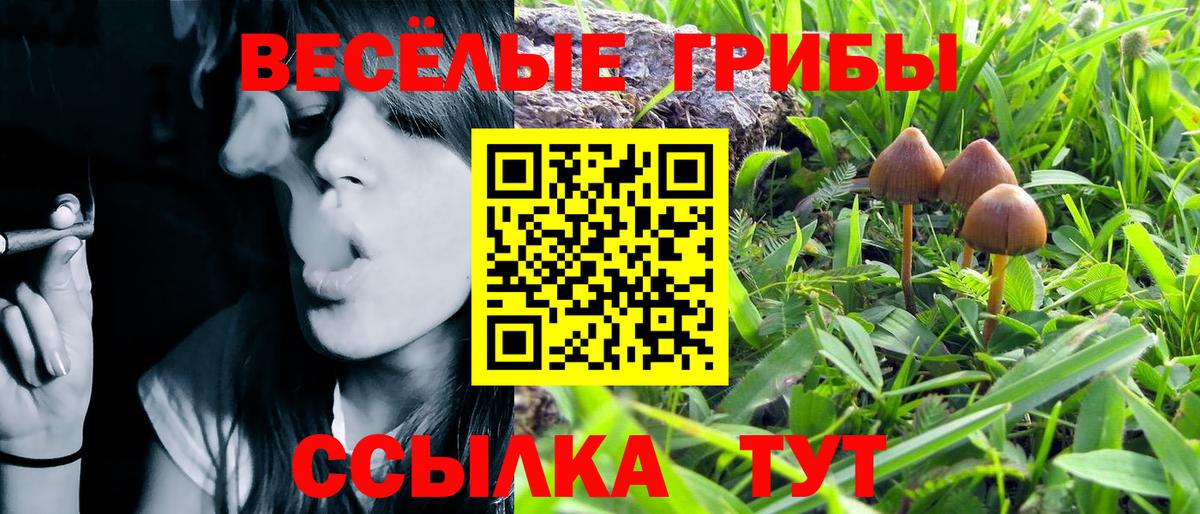 Галлюциногенные грибы MAGIC MUSHROOMS  Вход с VPN  Ростов Великий  Галлюциногенные грибы Psilocybine cubensis 